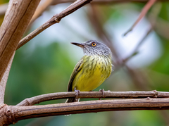 Todirostrum maculatum