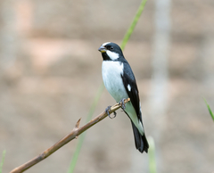 Sporophila lineola
