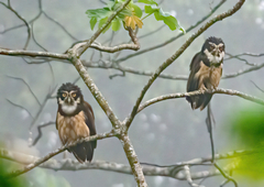 Pulsatrix perspicillata