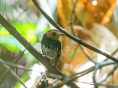 Taeniotriccus andrei