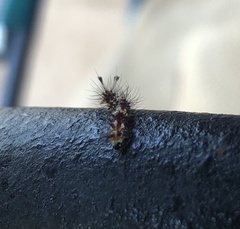 Arctiinae