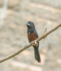 Sporophila angolensis