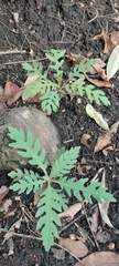 Bocconia frutescens