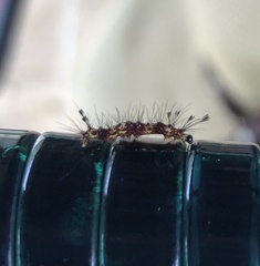 Arctiinae