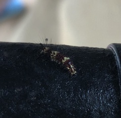 Arctiinae