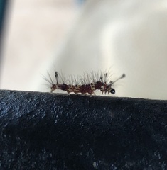 Arctiinae