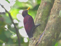 Blythipicus rubiginosus