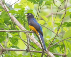 Trogon chionurus