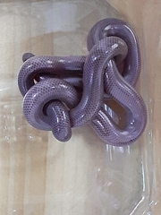 Rhinotyphlops lalandei