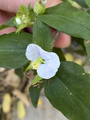 Commelina