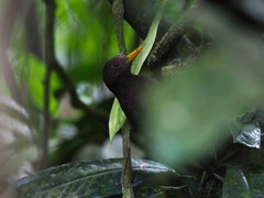 Blythipicus rubiginosus