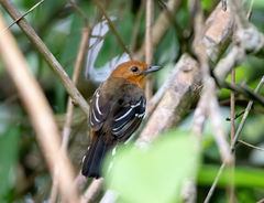 Thamnophilus amazonicus