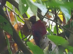 Blythipicus rubiginosus