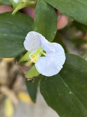 Commelina