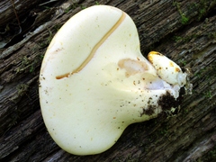 Buglossoporus quercinus