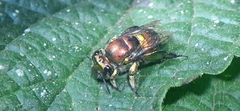 Euglossa purpurea