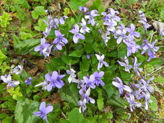 Viola reichenbachiana