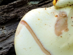 Buglossoporus quercinus