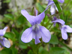 Viola reichenbachiana