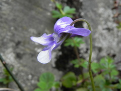 Viola reichenbachiana