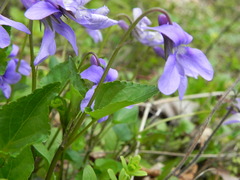 Viola reichenbachiana