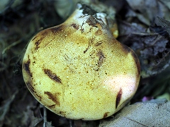 Buglossoporus quercinus