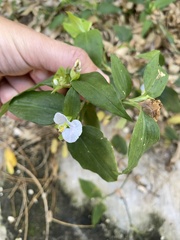Commelina