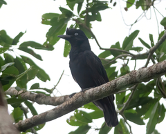 Cephalopterus ornatus