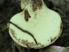 Buglossoporus quercinus