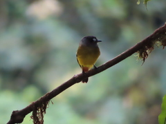 Myiotriccus ornatus