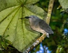 Zebrilus undulatus