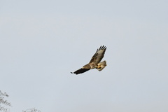 Buteo buteo buteo