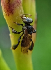 Tetragonula geissleri