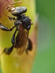 Tetragonula geissleri