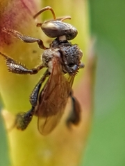 Tetragonula geissleri