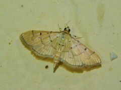 Spilomelinae