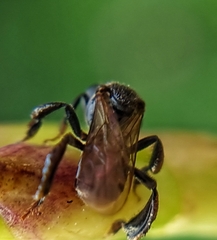 Tetragonula geissleri