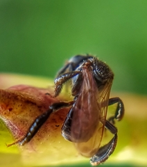 Tetragonula geissleri