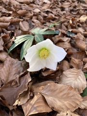Helleborus niger