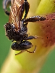 Tetragonula geissleri