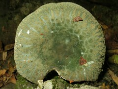 Russula parvovirescens