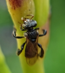 Tetragonula geissleri