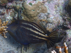 Cantherhines pullus