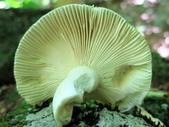 Russula parvovirescens