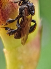 Tetragonula geissleri