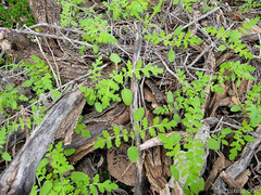 Pholistoma auritum arizonicum