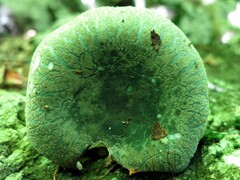 Russula parvovirescens