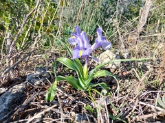 Iris planifolia