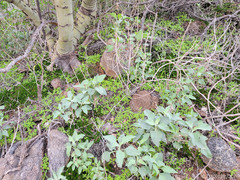 Pholistoma auritum arizonicum