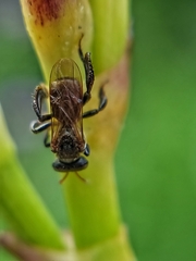 Tetragonula geissleri